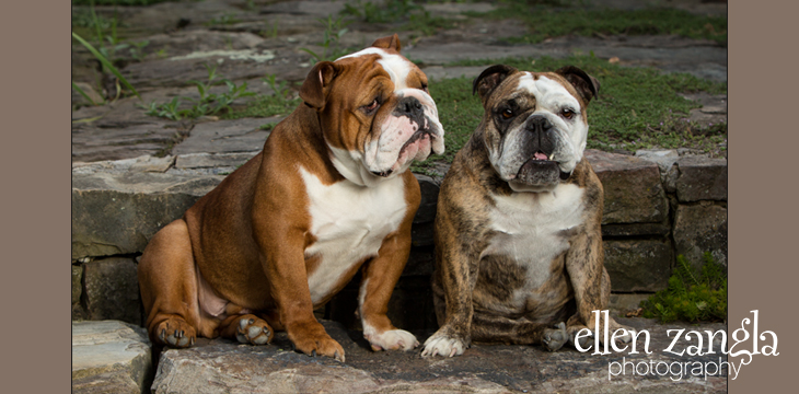 Loudoun County Dog Photography