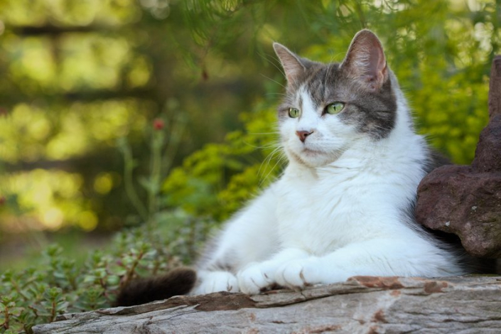 Gray and white cat lying on a boulder outside in the garden