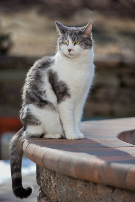 Gray and white cat sitting outside on a fireplace
