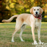 Dog photography Fairfax VA