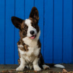 Corgi dog photography Fairfax VA