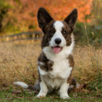 Corgi dog photography McLean VA