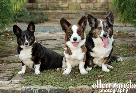 Corgi Photos Fairfax VA