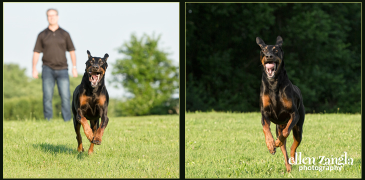 Action dog photos Fairfax A