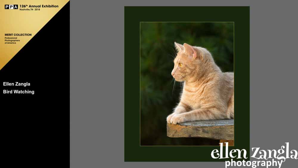 Ellen Zangla Photography, Cat Photographer, Loudoun County