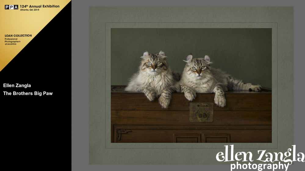 Ellen|Zangla|Photography|Cat|Pet|Photo|Loudoun|Fairfax|Washington DC|Middleburg|Leesburg|Ashburn|Reston|Bethesda|Potomac