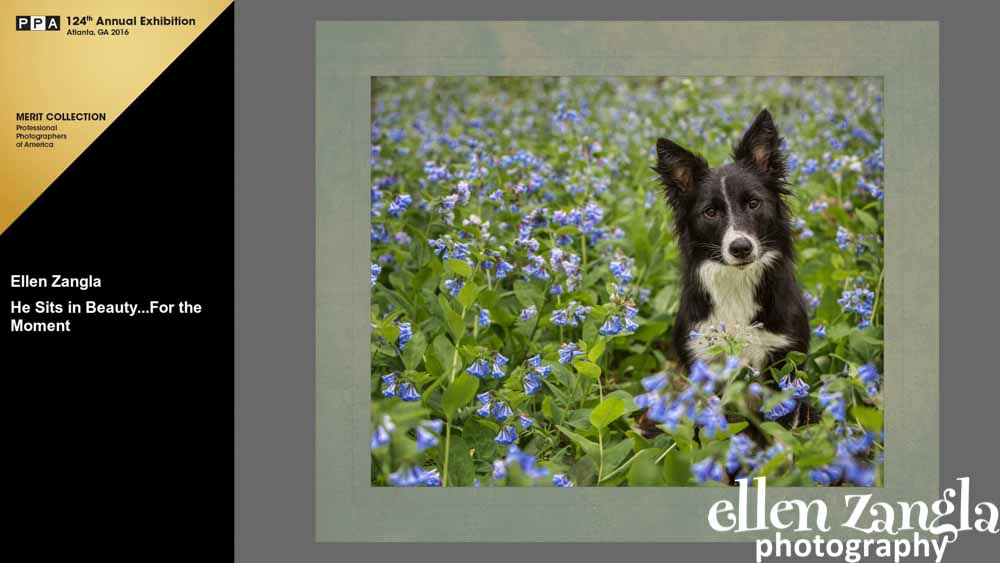 Ellen|Zangla|Photography|Dog|Photo|Pet|Loudoun|Fairfax|Washington DC|Montgomery|Leesburg|Ashburn|Middleburg|Reston|Leesburg|Ashburn