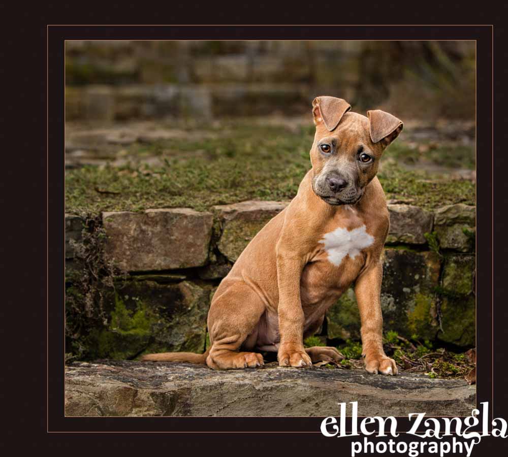 Ellen|Zangla|Photography|Dog|Puppy|Photo|Picture|Loudoun|Fairfax|Tysons|Middleburg|Leesburg|Ashburn|Reston|Washington DC|Bethesda|Potomac|Rockville|Vienna