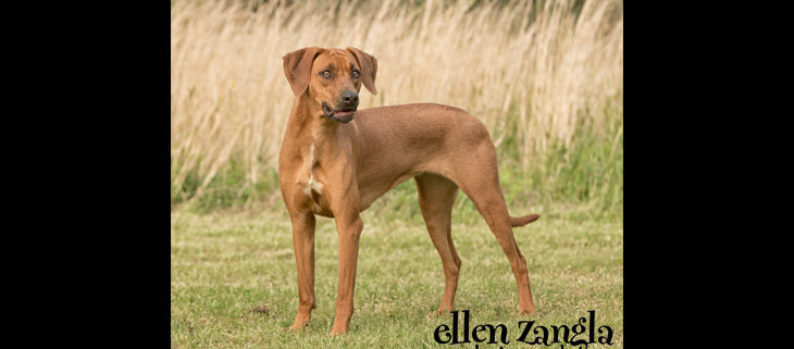 Ellen|Zangla|Photography|Dog|Puppy|Photo|Picture|Loudoun|Fairfax|Washington DC| Leesburg|Ashburn|Middleburg| Reston|Tysons Corner|Vienna|Alexandria|Bethesda|Potomac|Rockville