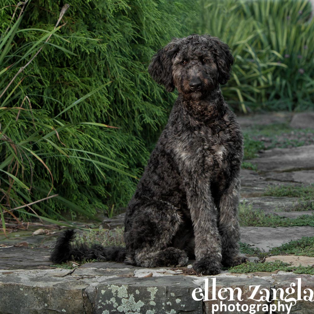 Ellen Zangla Photography, Dog Photographer, Loudoun County, Double Doodle Puppy