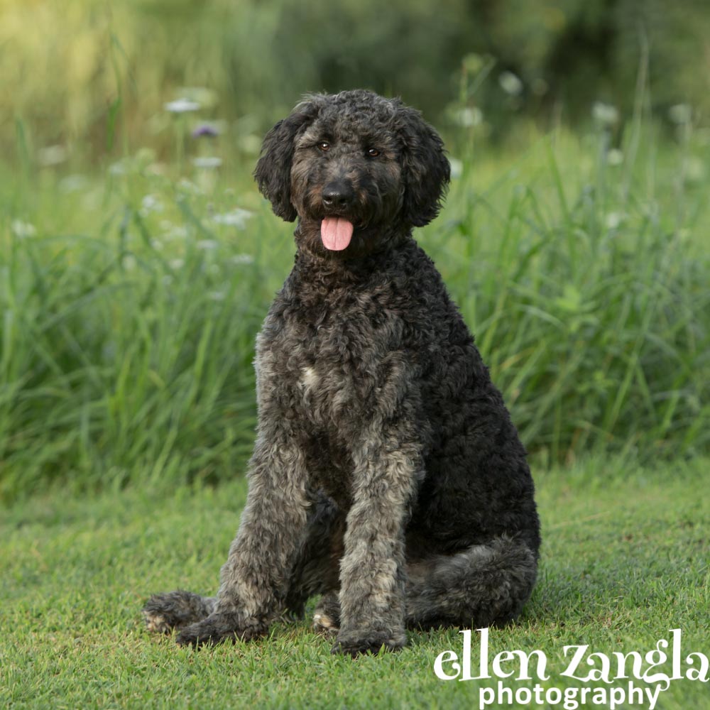 Ellen Zangla Photography, Dog Photographer, Loudoun County, Double Doodle Puppy
