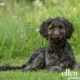 Ellen Zangla Photography, Dog Photographer, Loudoun County, Double Doodle puppy