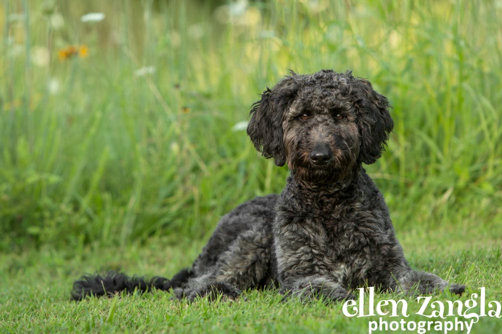 Ellen Zangla Photography, Dog Photographer, Loudoun County, Double Doodle puppy