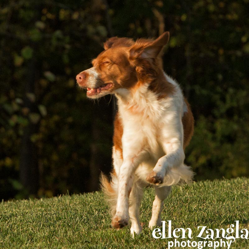 Ellen Zangla Photography, Dog Photographer, Loudoun County