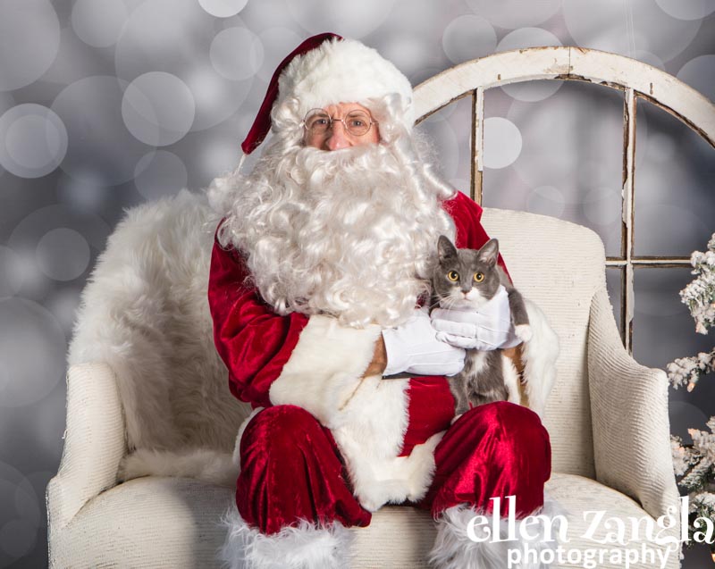 Ellen Zangla Photography, Cat Photographer, Loudoun County