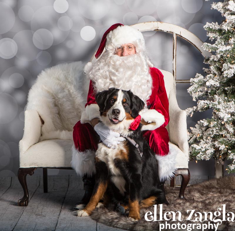 Ellen Zangla Photography, Dog Photographer, Loudoun County , Bernese Mountain Dog