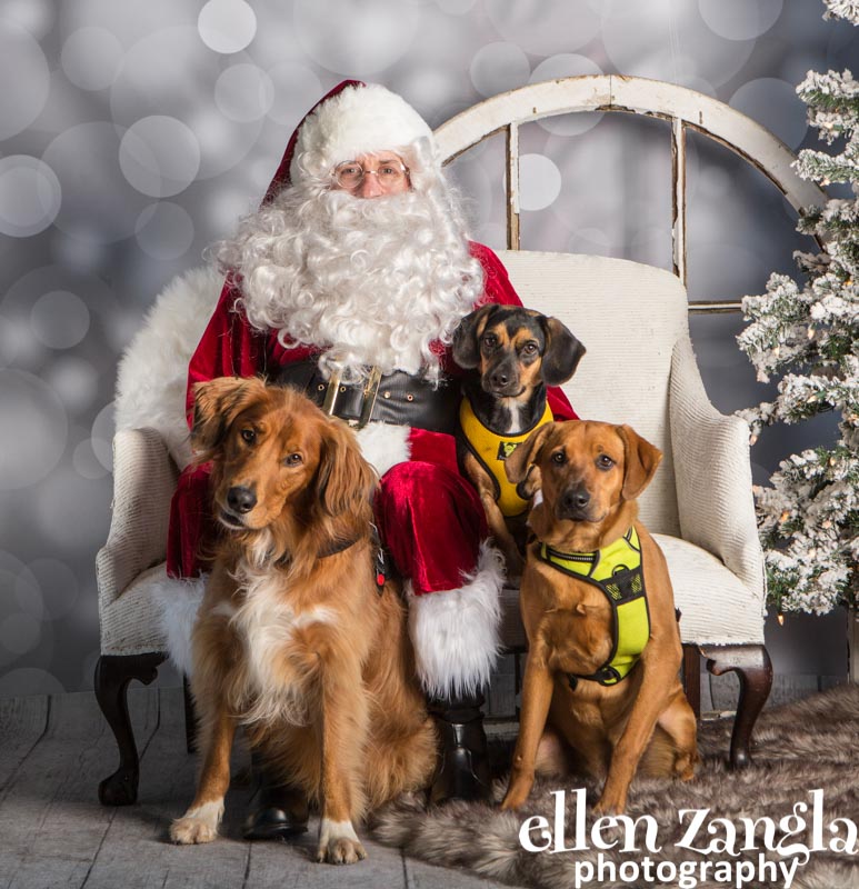 Ellen Zangla Photography, Dog Photographer, Loudoun County, Mixed Breed Dogs