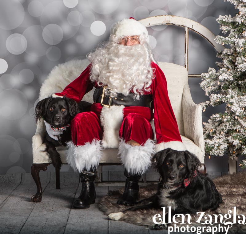 Ellen Zangla Photography, Dog Photographer, Loudoun County, Black Dogs, Border Collie Mixes