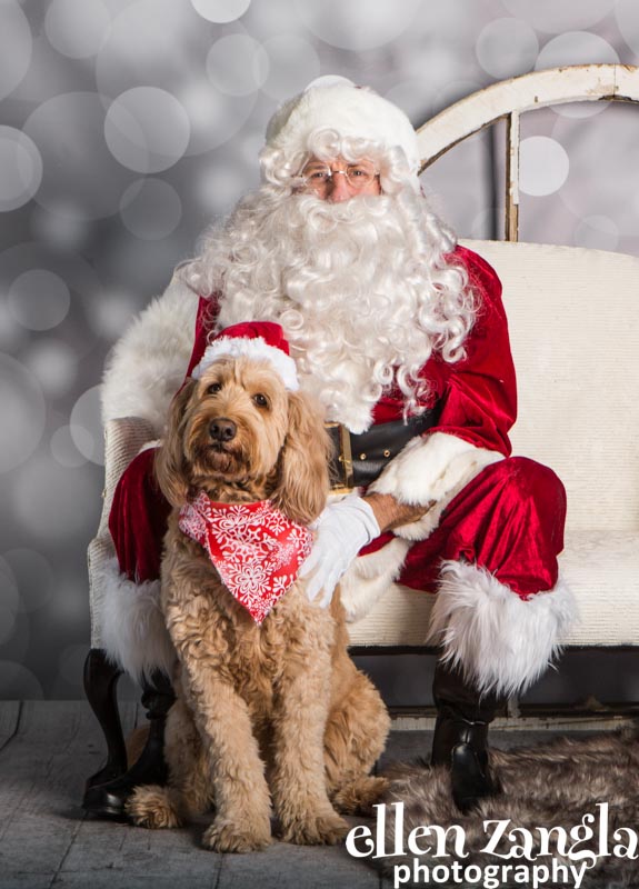 Ellen Zangla Photography, Dog Photographer, Loudoun County, Goldendoodle