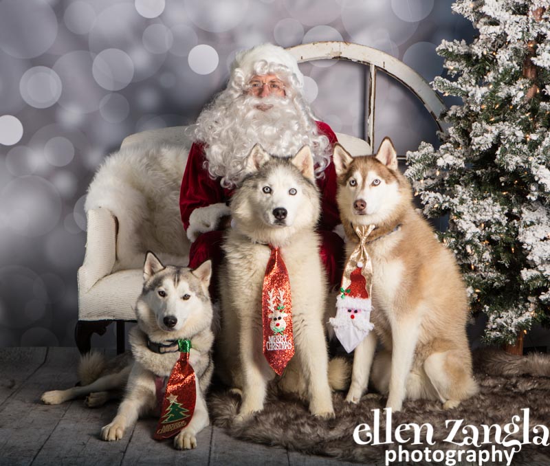 Ellen Zangla Photography, Dog Photographer, Loudoun County, Siberian Huskies