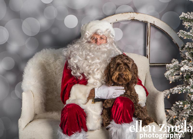 Ellen Zangla Photography, Dog Photographer, Loudoun County, Labradoodle