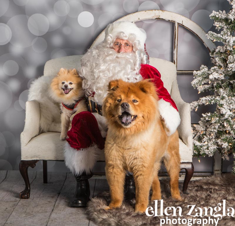 Ellen Zangla Photography, Dog Photographer, Loudoun County, Chow, Pomeranian