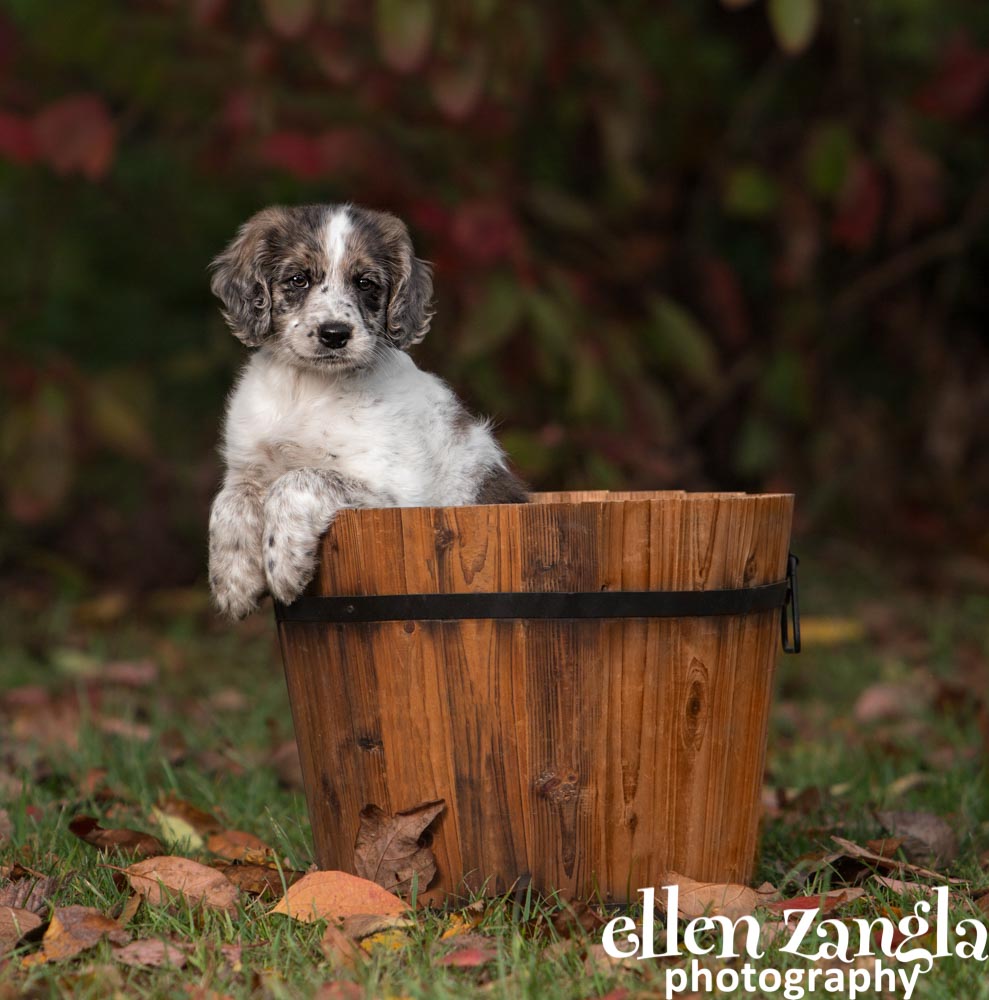 Ellen Zangla Photography, Dog Photographer, Loudoun County, Golden Retriever and Cocker Spaniel Mix Puppy Photo