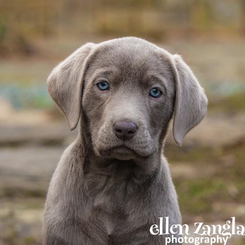 Ellen Zangla Photography, Dog Photographer, Loudoun County, Puppy Picture