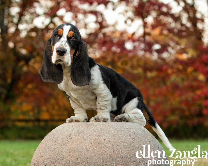 Ellen Zangla Photography, Dog Photographer, Loudoun County, Puppy Picture
