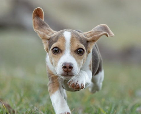 Beagle puppy running outside in the grass.