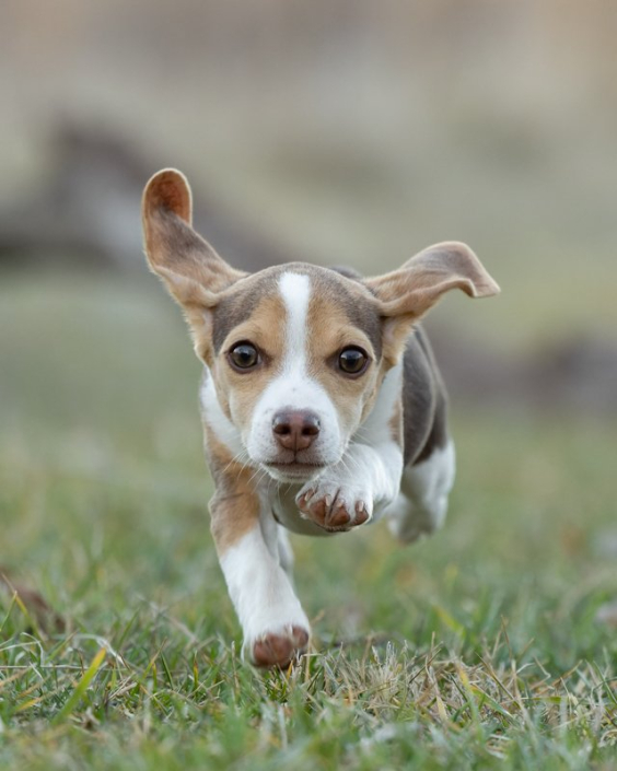 Beagle puppy running outside in the grass.