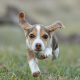 Beagle puppy running outside in the grass.