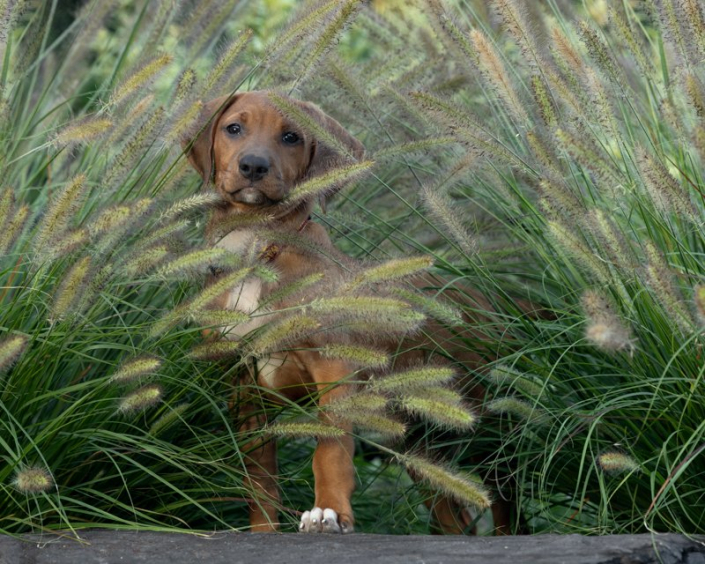 Mixed breed puppy sitting in plumed grass.
