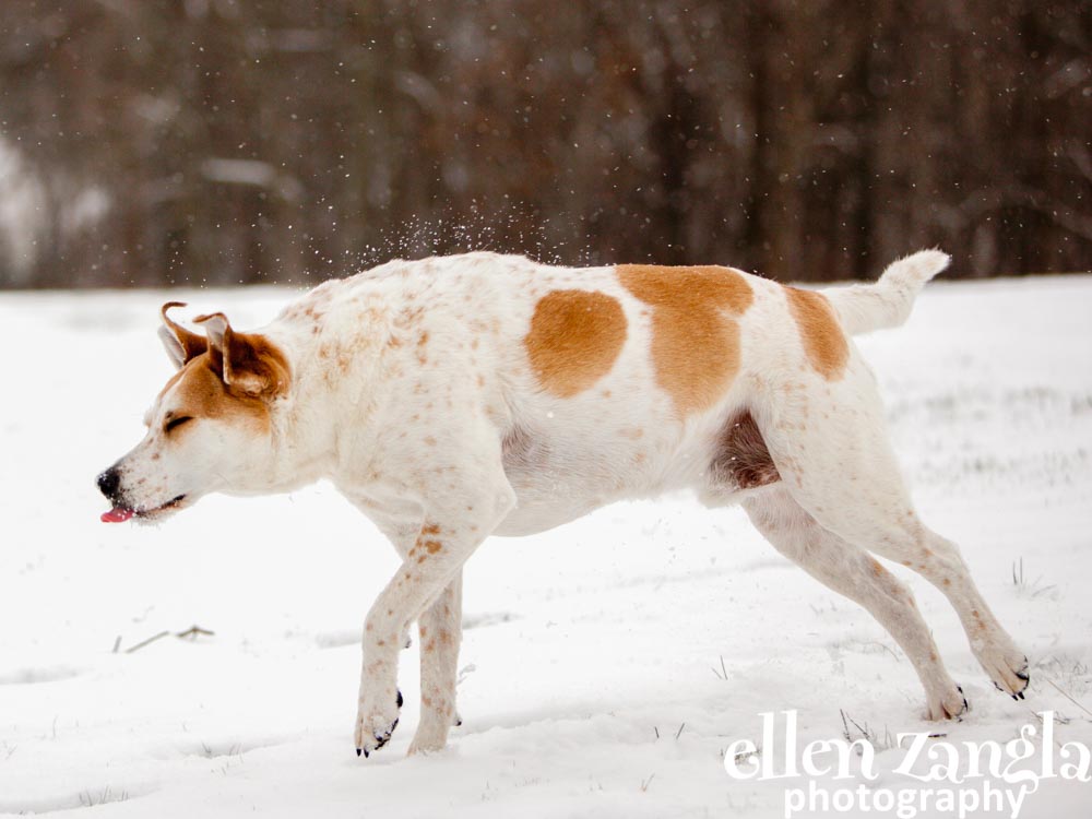 Outdoor dog pictures, Dog photographer, Ellen Zangla Photography, Loudoun County