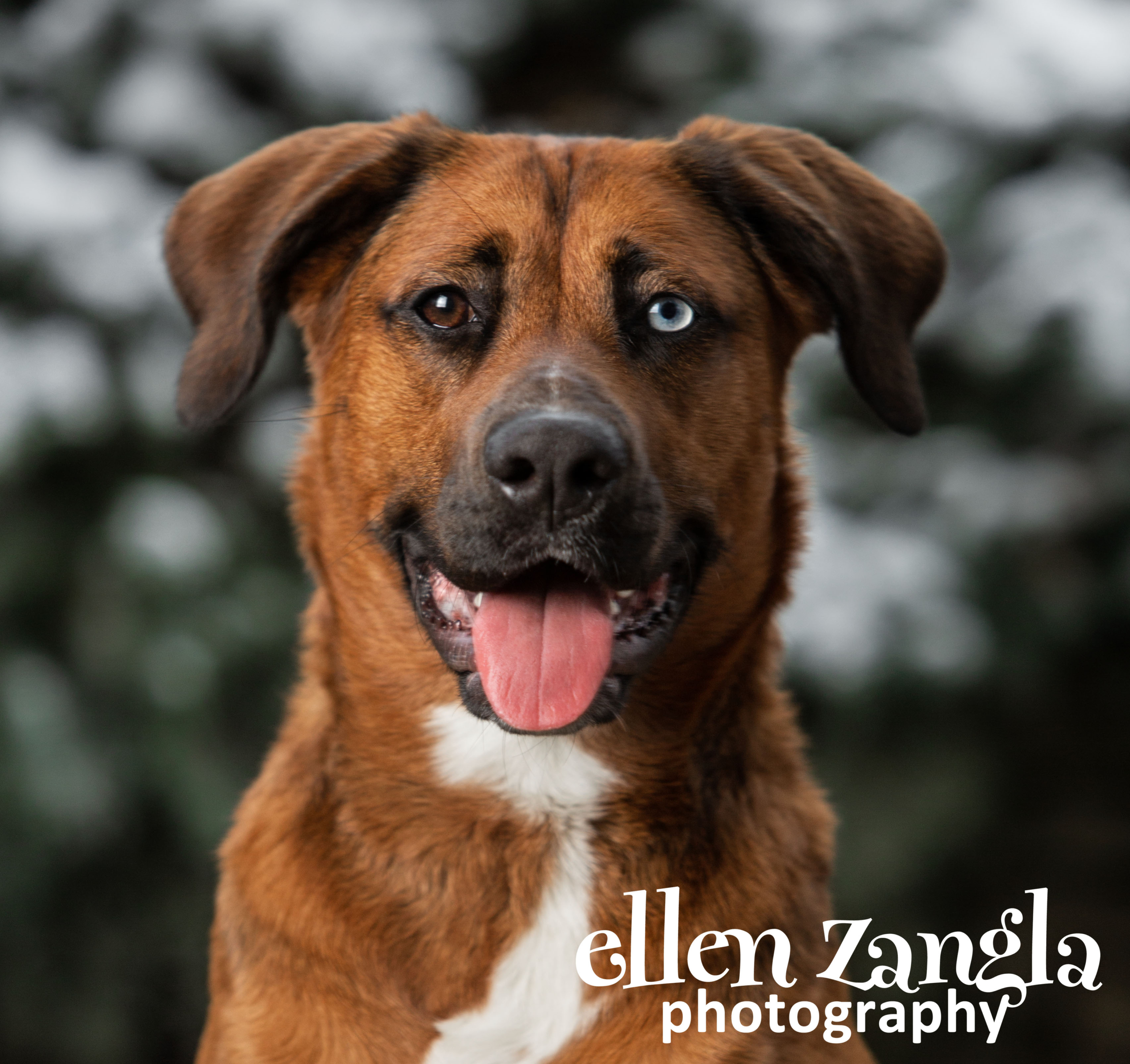 Ellen Zangla Photography, Dog Photographer, Loudoun County