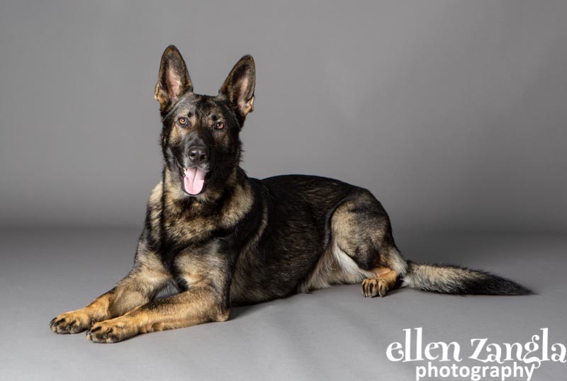 German Shepherd Photo, Loudoun County Dog Photographer, Ellen Zangla Photography