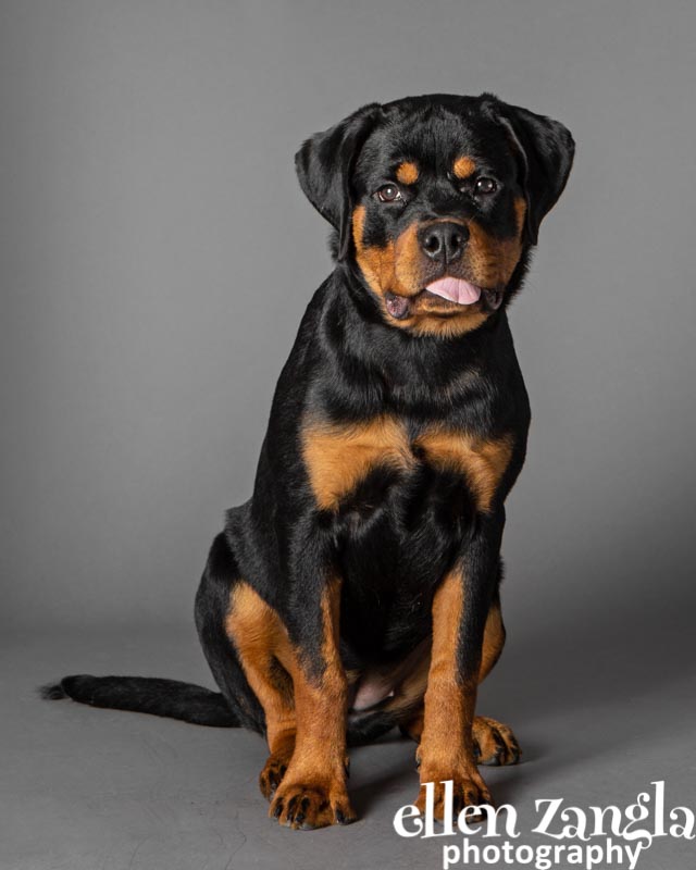 Ellen Zangla Photography, Loudoun County Pet Photographer, Puppy photos