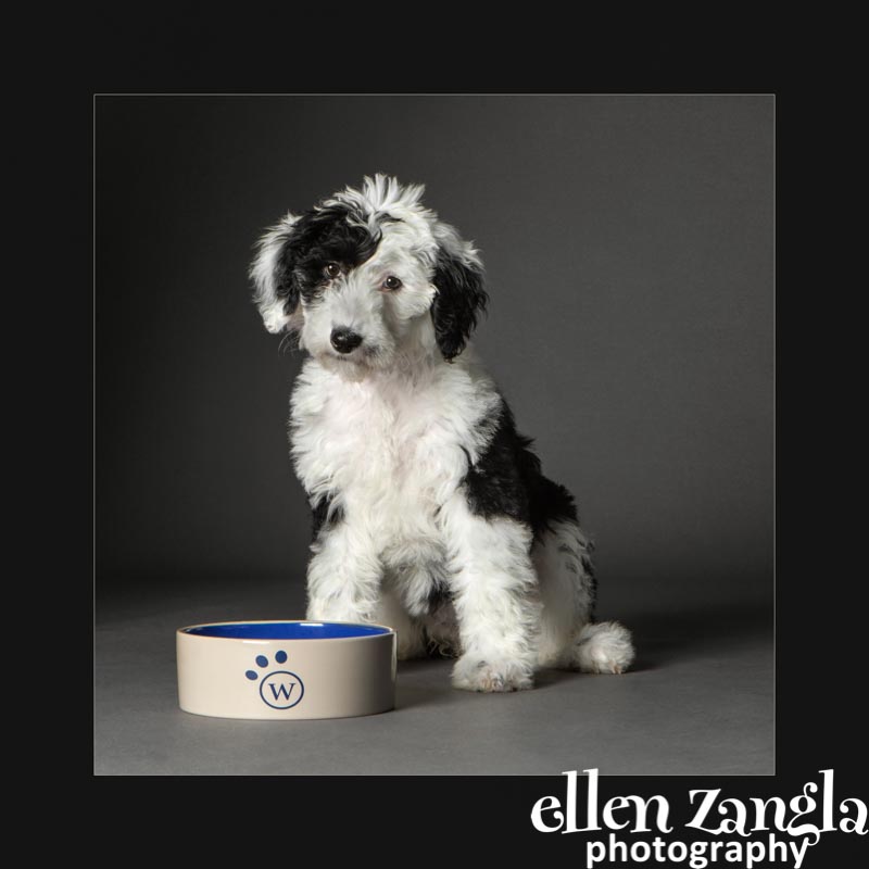 Ellen Zangla Photography, Dog Photographer, Loudoun County, Puppy Photo