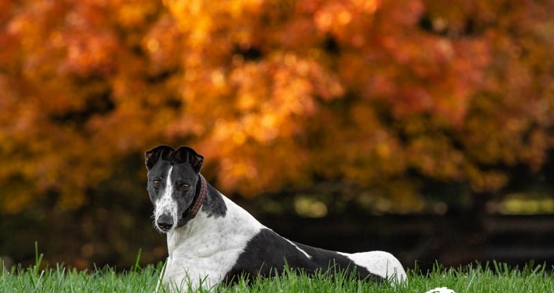 Ellen Zangla Photography, Loudoun County Pet Photographer, Loudoun County Dog Photographer
