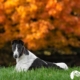 Ellen Zangla Photography, Loudoun County Pet Photographer, Loudoun County Dog Photographer