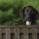 Puppy photo, Ellen Zangla Photography, Loudoun County Pet Photographer