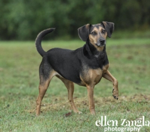 Ellen Zangla Photography, Loudoun County Dog Photographer, Mixed breed black dog