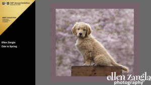 Ellen Zangla Photography, Loudoun County Pet Photographer, Golden Retriever Puppy Photo
