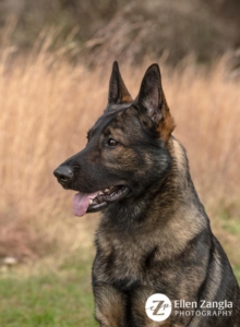 Profile photo of German Shepherd Taken Outside in the Fall