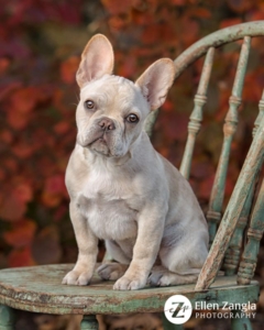 Photo of French Bulldog Puppy Taken Outside in Front of Fall Foliage