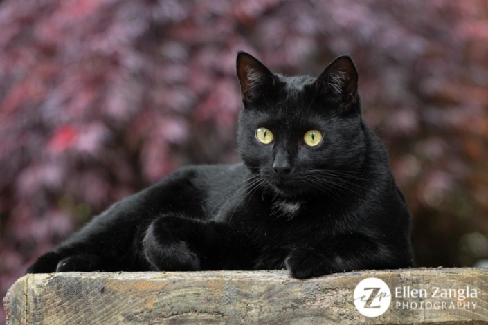 Photo of black cat taken outside in Loudoun County, VA, by Ellen Zangla Photography.
