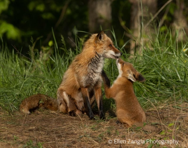 Photo of fox kit and parent touching noses by Ellen Zangla Photography