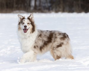 Australian Shepherd Prancing in the Snow | Loudoun County Australian Shepherd prancing happily through the snow.