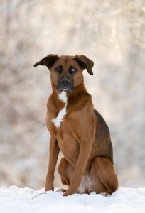 Backlit Dog in the Snow | Loudoun County Backlit dog sitting in the snow in front of out of focus trees in Loudoun County.