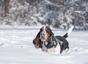 Basset Hound in the Snow | Loudoun County Basset Hound standing in the snow with snow all over his face and body.